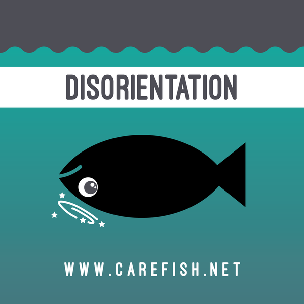 Carefish/catch News image